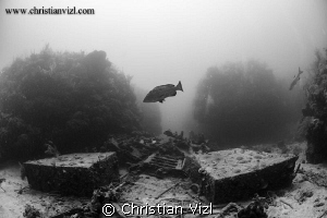 Big Grouper hovering above a shipwreck located between th... by Christian Vizl 
